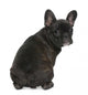 French Bulldog Puppy 4 Wall Decal