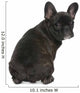 French Bulldog Puppy 4 Wall Decal