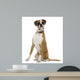 Boxer Sitting in Front of White Background Wall Decal