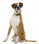 Boxer Sitting in Front of White Background Wall Decal