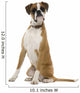 Boxer Sitting in Front of White Background Wall Decal