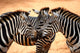 Three Zebras Kissing Wall Mural