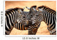 Three Zebras Kissing Wall Mural