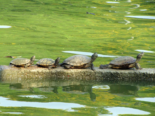 Sunning Turtles Wall Decal