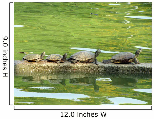 Sunning Turtles Wall Decal
