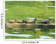Sunning Turtles Wall Decal