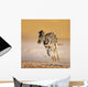 Baby Zebra Running Wall Mural