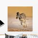 Baby Zebra Running Wall Mural