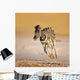 Baby Zebra Running Wall Mural