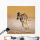 Baby Zebra Running Wall Mural