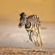 Baby Zebra Running Wall Mural