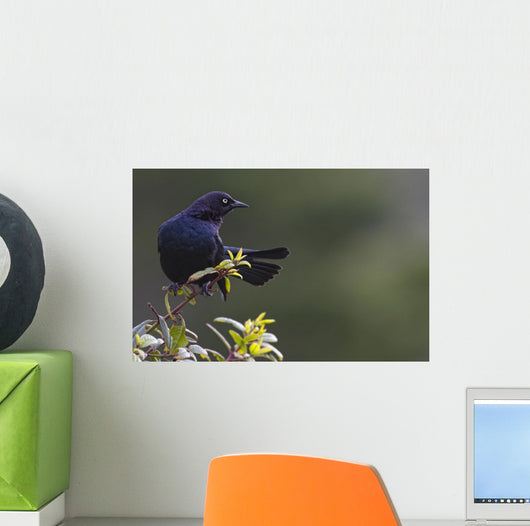 Alert Brewer's blackbird perched on twig Wall Mural