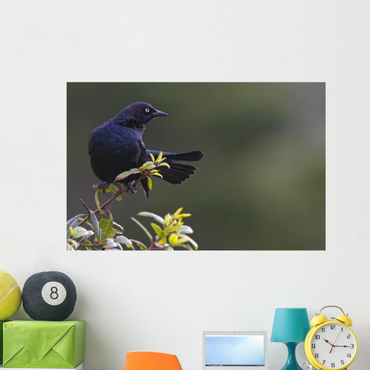 Alert Brewer's blackbird perched on twig Wall Mural