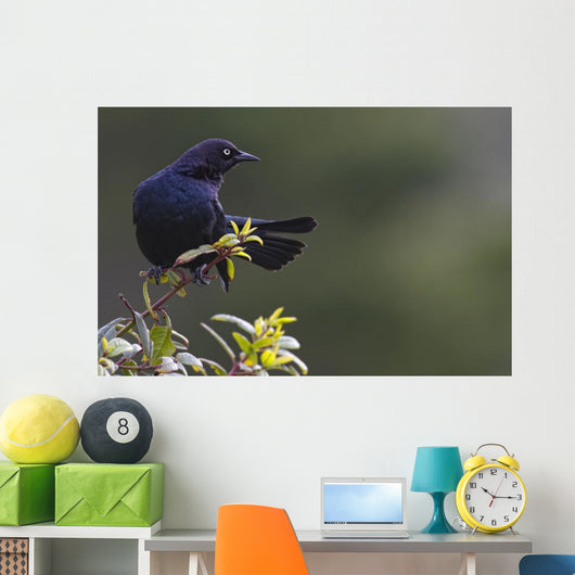 Alert Brewer's blackbird perched on twig Wall Mural