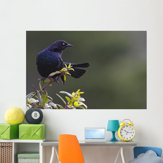 Alert Brewer's blackbird perched on twig Wall Mural