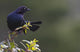 Alert Brewer's blackbird perched on twig Wall Mural