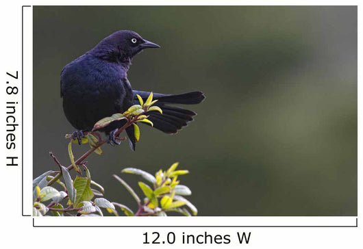 Alert Brewer's blackbird perched on twig Wall Mural