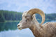Bighorn Sheep Wall Mural