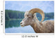 Bighorn Sheep Wall Mural