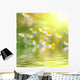Daisys