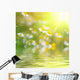 Daisys