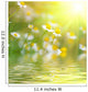 Daisys
