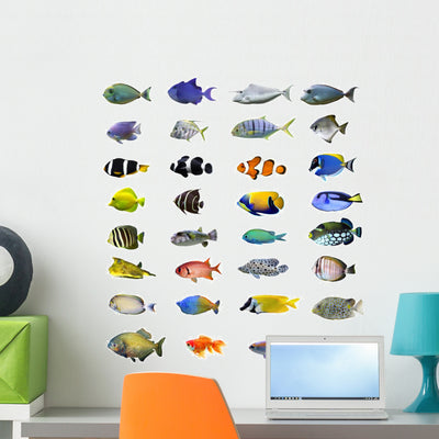 Great Tropical Fish Collection shown on a wall
