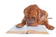 Dog Reading a Book Wall Decal