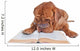 Dog Reading a Book Wall Decal