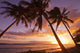 Palm trees at sunset Wall Mural