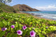Beach morning glory with Pu'u O'lai in background Wall Mural