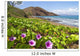 Beach morning glory with Pu'u O'lai in background Wall Mural