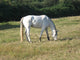 Pferd Wall Mural