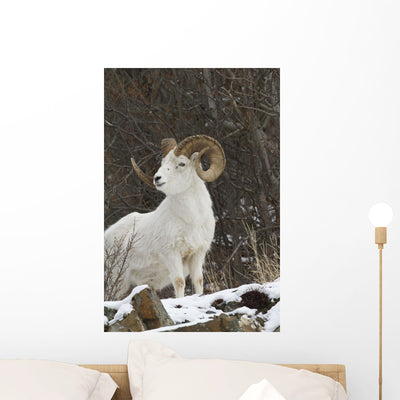 Bighorn Sheep Wall Mural shown on a wall