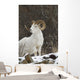 Bighorn Sheep Wall Mural
