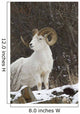 Bighorn Sheep Wall Mural