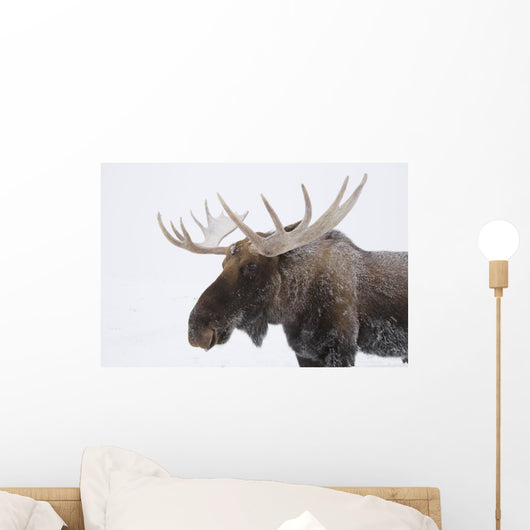 An elk with snow on it's fur Wall Mural