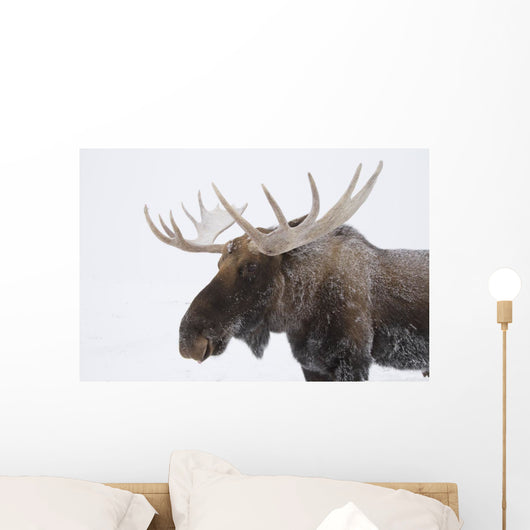 An elk with snow on it's fur Wall Mural