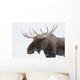 An elk with snow on it's fur Wall Mural