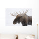 An elk with snow on it's fur Wall Mural