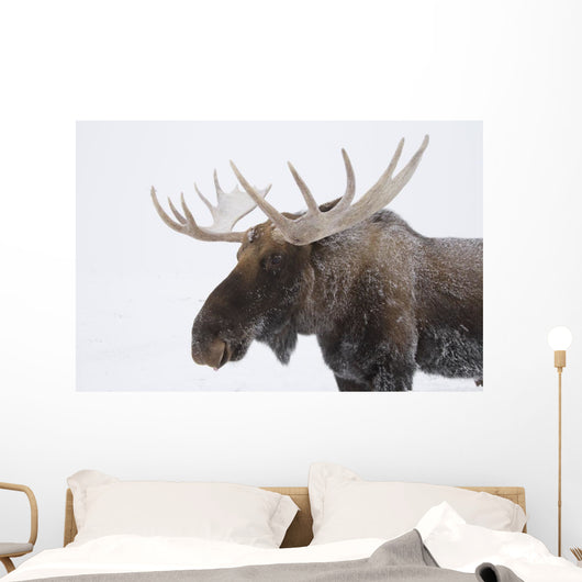 An elk with snow on it's fur Wall Mural