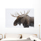 An elk with snow on it's fur Wall Mural