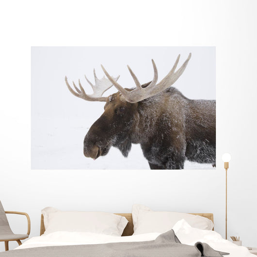 An elk with snow on it's fur Wall Mural
