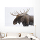 An elk with snow on it's fur Wall Mural