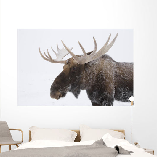 An elk with snow on it's fur Wall Mural