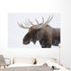 An elk with snow on it's fur Wall Mural