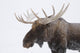 An elk with snow on it's fur Wall Mural