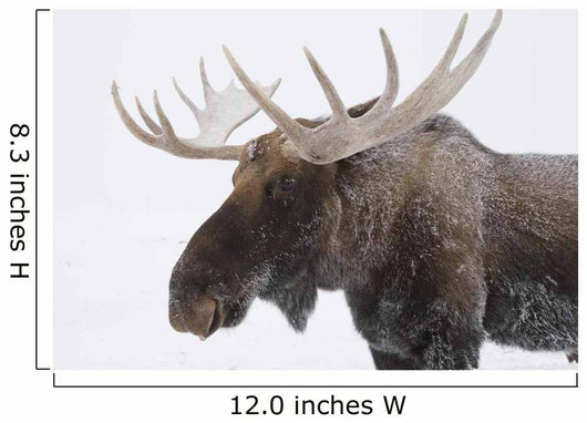 An elk with snow on it's fur Wall Mural