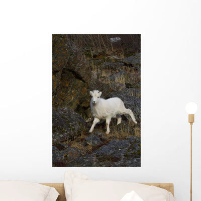Young Bighorn Sheep Standing Wall Mural shown on a wall