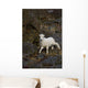 A young bighorn sheep standing among rocks and grass Wall Mural